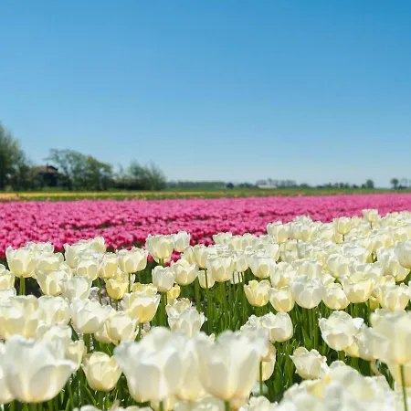 Luxury In Egmond Aan Den Hoef With Garden * Wimmenum